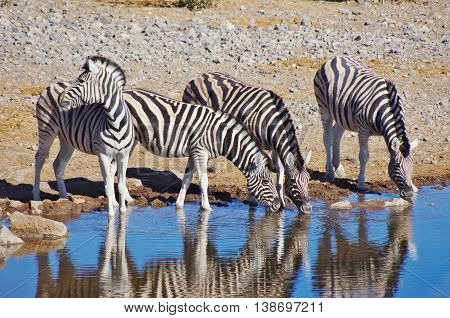 Zebras Drinking