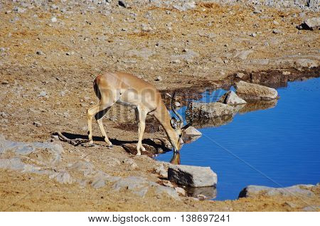 Gazelle Drinking