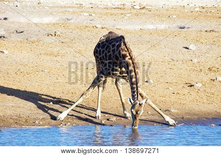 Giraffe Drinking