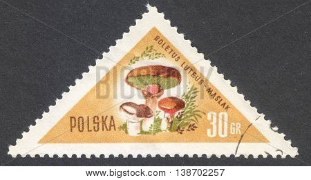 MOSCOW RUSSIA - CIRCA JANUARY 2016: a post stamp printed in POLAND shows a mushroom Suillus luteus the series 