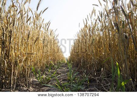 the path along a field of summer wheat