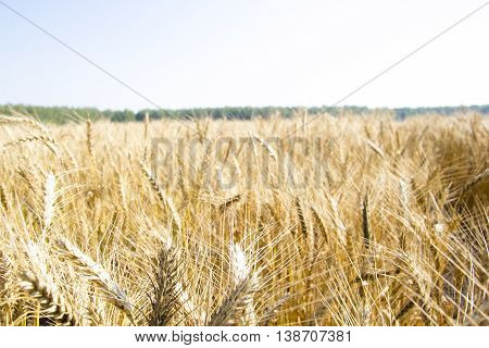 Golden wheat field at Sunny summer day
