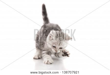 Cute American Shorthair kitten catching on white background isolated