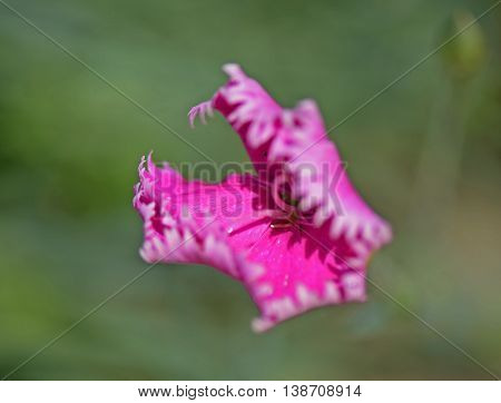 Macro photograph of wild pink carnation flower (Dianthus caryophyllus) on natural background