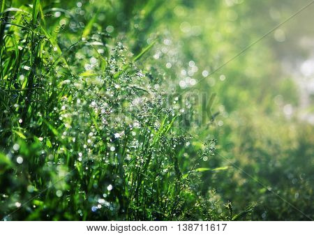 natural background grass in dew dawn selective focus blurry light effect