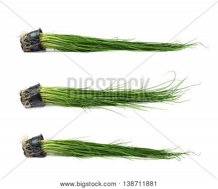 Green onion scallions in a pot isolated over the white background, set of three different foreshortenings
