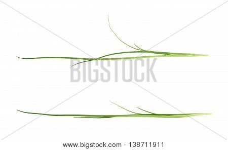 Green onion scallions isolated over the white background, set of two different foreshortenings
