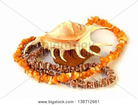 coral necklace large shell on the rock on white background