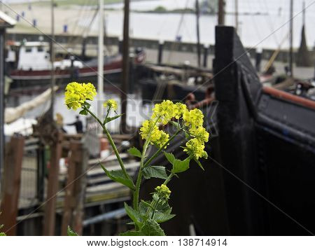 the village of urk in the netherlands