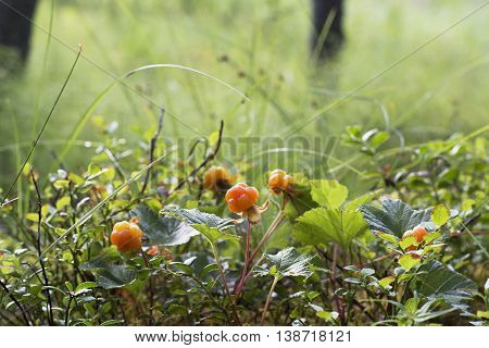 Ripe juicy cloudberries in the northern forest in a swamp covered with drops of dew