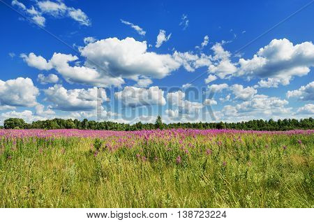 Blooming field willow-herb and clouds on a blue background on a summer day