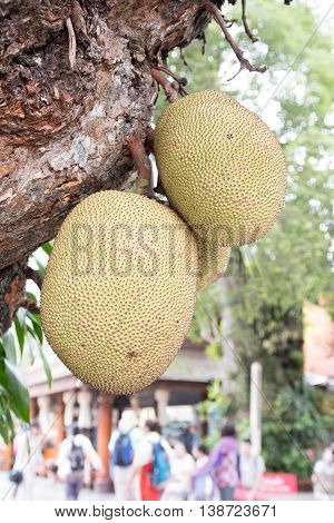 Jackfruit in wat phra that doi suthep chiangmai thailand