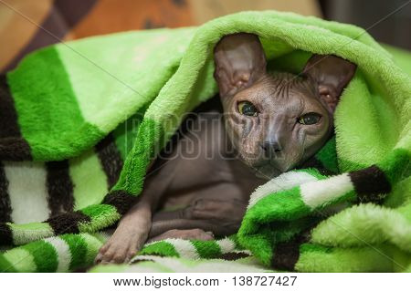 Naked Cat
