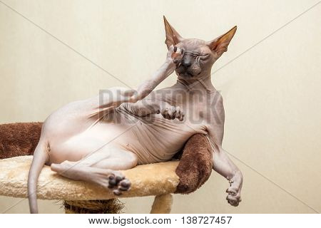 Naked Cat