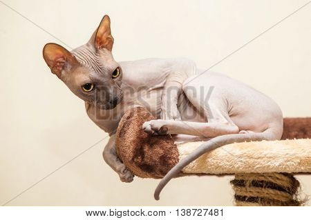 Naked Cat