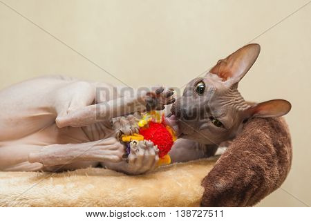 Naked Cat