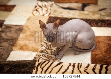 Naked Cat