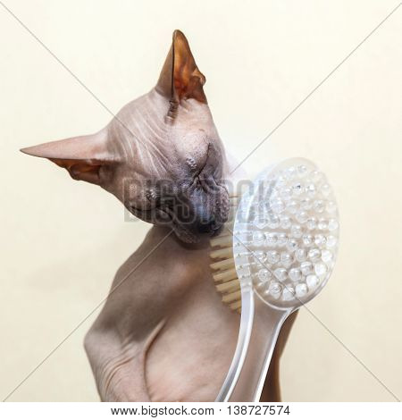 Naked Cat