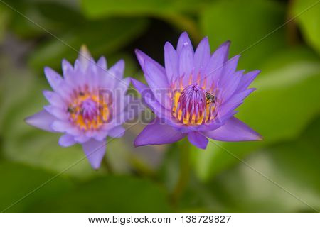 Beautiful purple lotus pond in the park. Background