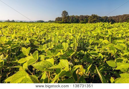 Field of soybean on a bright sunny day