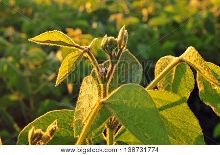 Close up photo of a soybean plant
