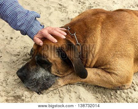 Boerboel, south african mastiff is sleeping on the sand