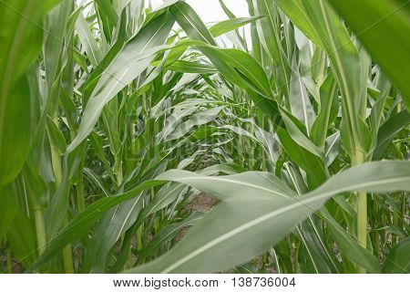 Row of green corn (maize) growing in the field