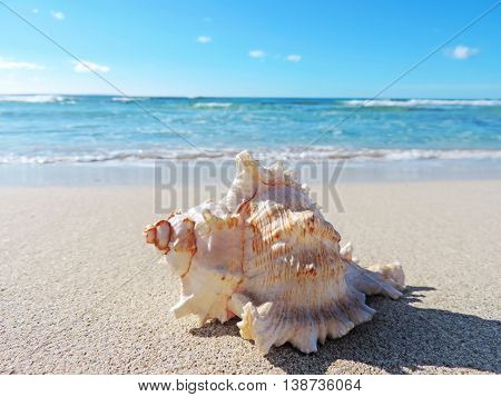 Conch shell at the beach, selective focus on the foreground with copy space. Sand and sea shell.