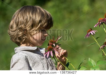 Cute little boy smelling Echinacea purpurea flowers in the garden