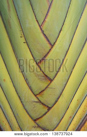 Petiole pattern of banana tree  Green natural background