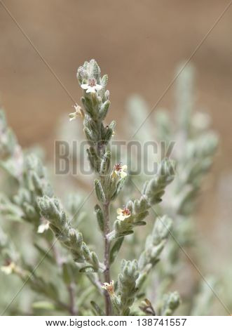 Flora Of Gran Canaria, Flowering Micromeria