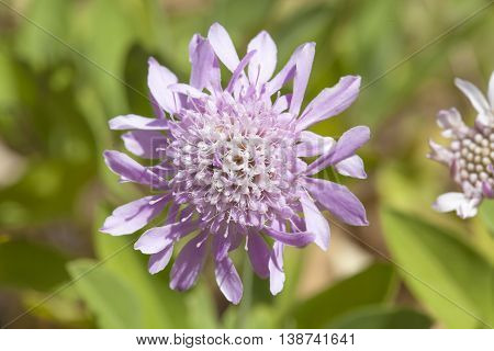 Mountain Scabious Flowers