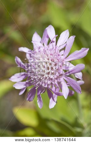 Mountain Scabious Flowers