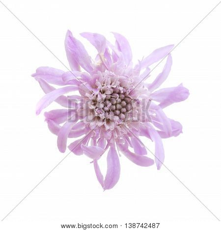 Mountain Scabious Isolated On White