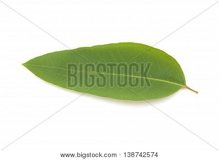 Fresh Eucalypus Leaves Isolated On White