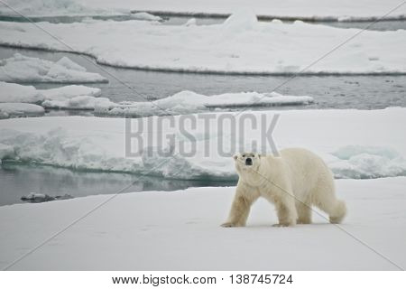 Polar Bear Crossing Ice Floe In Arctic