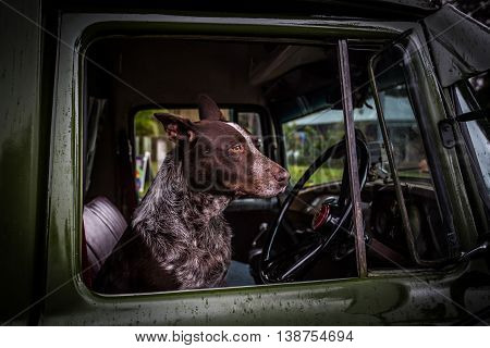 An Australian Kelpie dog spotted in the driver's seat of an old classic car in Kuranda, Queensland, Australia