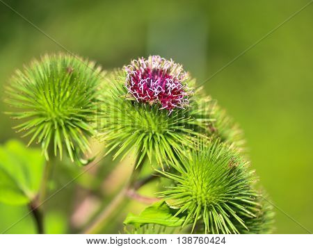 Thistle Flower close up Macro