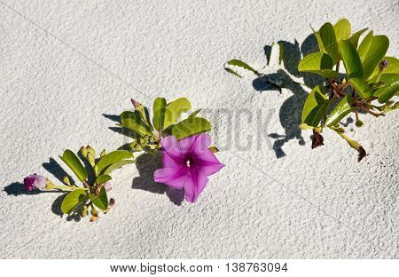 Beach Morning Glory