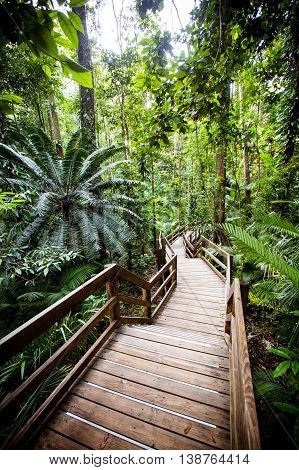 The famous Jindalba Boardwalk thru ancient rainforest in the Daintree region of Queensland, Australia