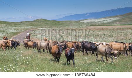 cows on the field being led by a horseman