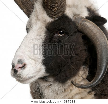 Szczelnie-do góry Multi-horned Jacob Ram, Ovis aries, przed białym tle