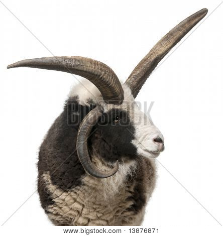 Multi-Horned Jacob Ram, Ovis aries, przed białym tle