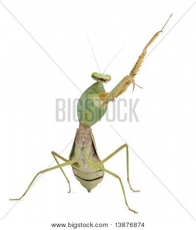 Mantide femmina, Rhombodera Basalis, davanti a sfondo bianco