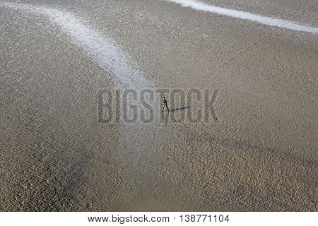 CANNING TOWN, WEST BENGAL, INDIA - FEBRUARY 13: During low tide the water in the river Malta falls so low that people walk to the other shore in Canning Town, India on February 13, 2014.
