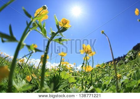 beautiful globeflowers and green grass under blue sky