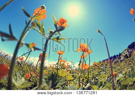 beautiful globeflowers and green grass under blue sky