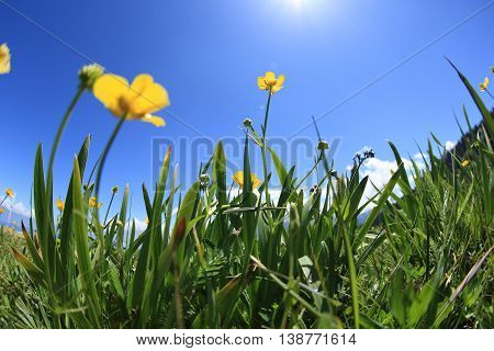 beautiful globeflowers and green grass under blue sky