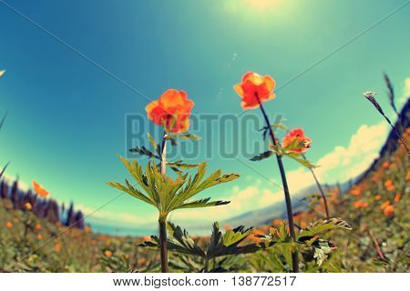 beautiful globeflowers and green grass under blue sky