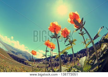 beautiful globeflowers and green grass under blue sky